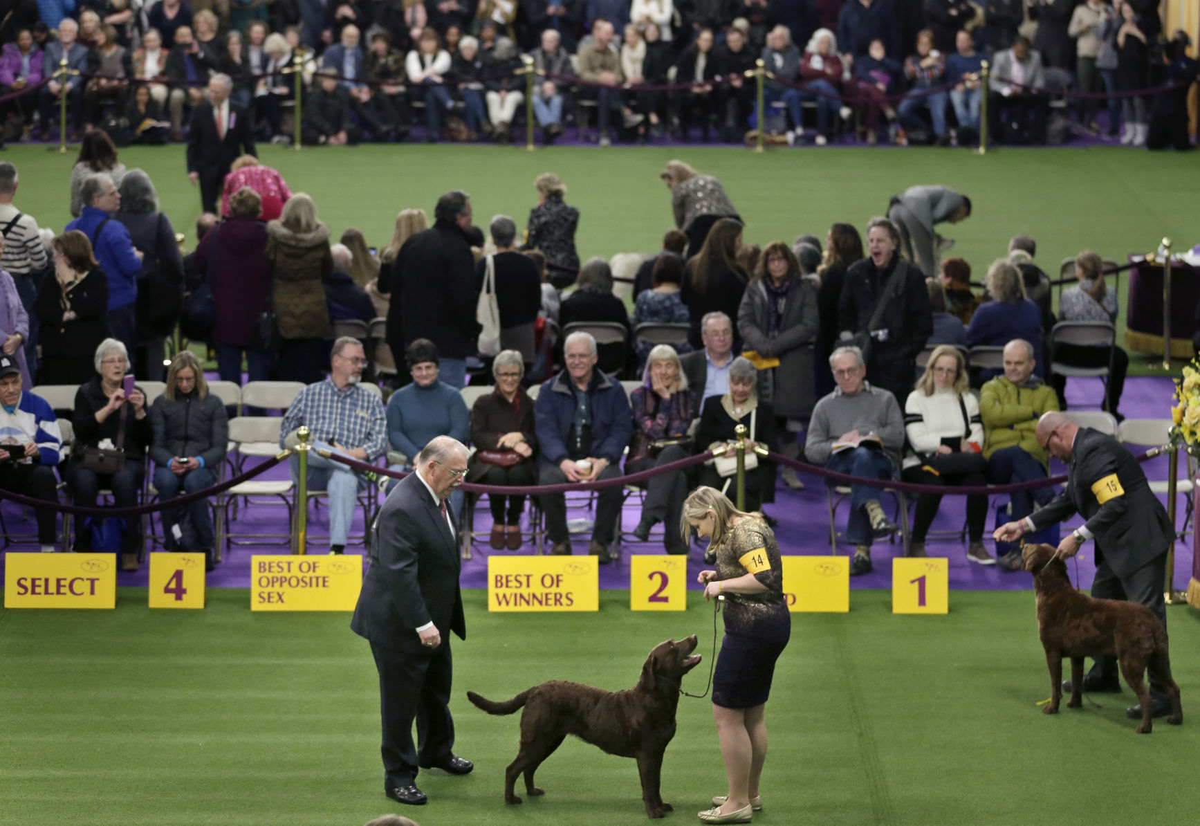 Westminster Dog Show